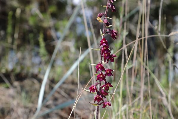 Куда уходит вода из озера Энгуре, и как независимость Латвии связана с вымиранием птиц - Sputnik Латвия