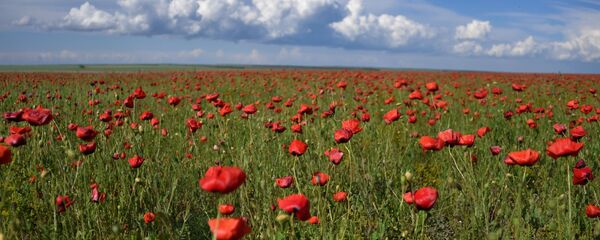 Маковое поле - Sputnik Латвия