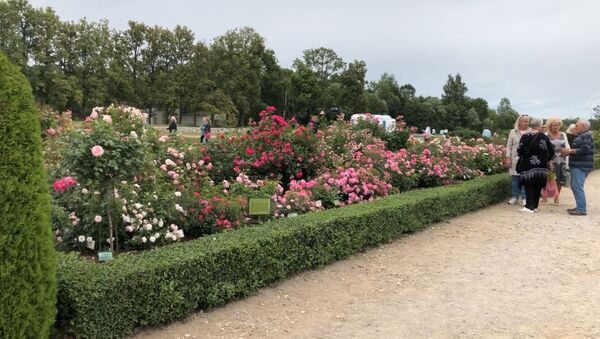Розы и барокко: праздник сада в Рундальском дворце - Sputnik Латвия