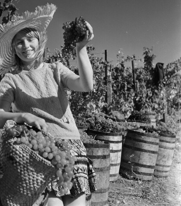 Сбор винограда в совхозе Гурзуф. Крым, 1969 год - Sputnik Латвия