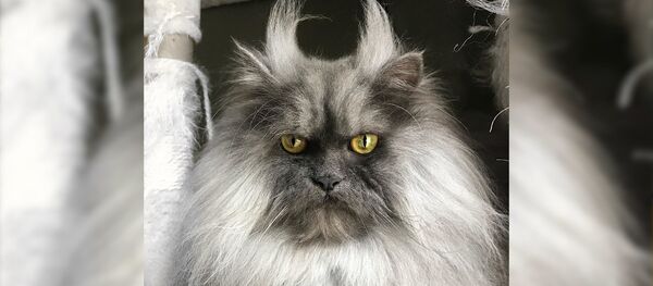 Кот-демон Кот-демон - Sputnik Latvija