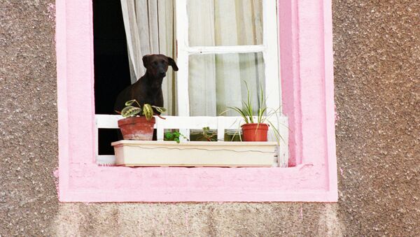 Собака смотрит из окна - Sputnik Латвия
