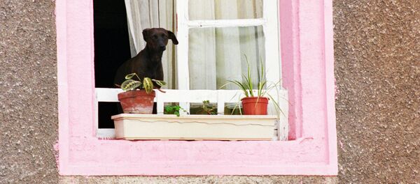 Собака смотрит из окна - Sputnik Латвия