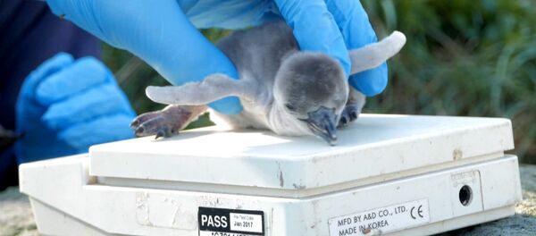Первые шаги и взвешивание новорожденного пингвиненка в Великобритании Первые шаги и взвешивание новорожденного пингвиненка в Великобритании - Sputnik Латвия