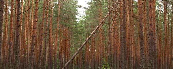 Сосновый бор - Sputnik Латвия