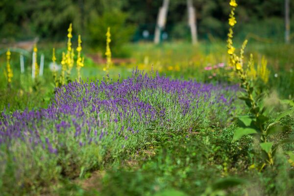 Остров Доле - другой мир возле Риги: модный агротуризм с видом на Даугаву - Sputnik Латвия