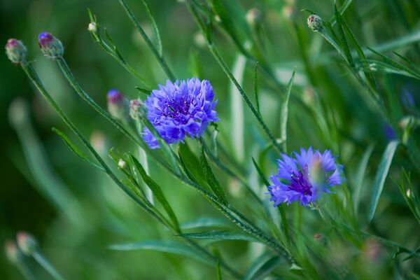 Остров Доле - другой мир возле Риги: модный агротуризм с видом на Даугаву - Sputnik Латвия