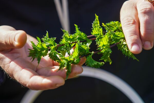 Травы, еврофонды и Чайный домик на острове Доле: Латвия открывает путь агротуризму - Sputnik Латвия