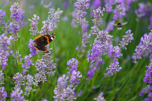 Латвия становится ближе к Провансу и Крыму: где искать лавандовые поля - Sputnik Латвия