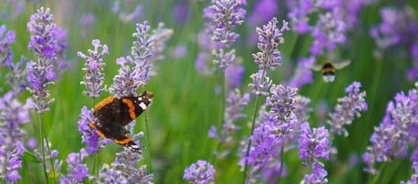 Лавандовое поле под Лимбажи - Sputnik Latvija
