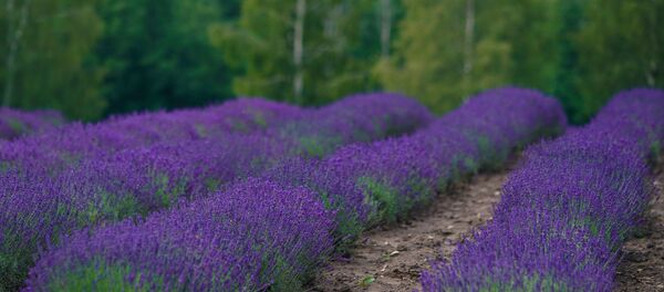 Лавандовое поле под Лимбажи - Sputnik Латвия