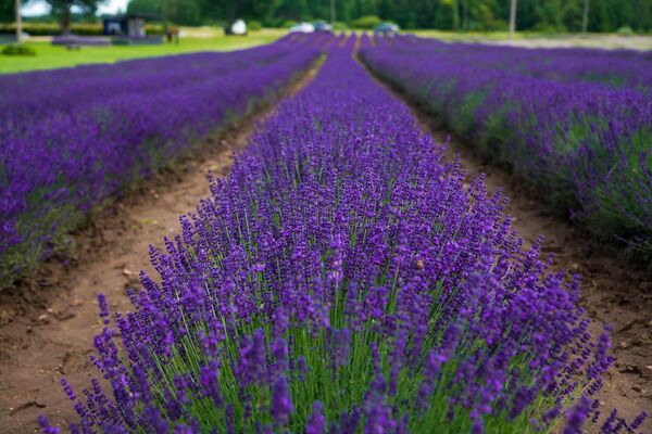 Латвия становится ближе к Провансу и Крыму: где искать лавандовые поля - Sputnik Латвия