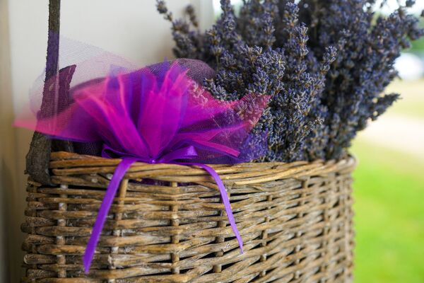 Латвия становится ближе к Провансу и Крыму: где искать лавандовые поля - Sputnik Латвия