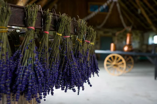 Saimniecība Lillas Lavender Limbažu novadā - Sputnik Latvija