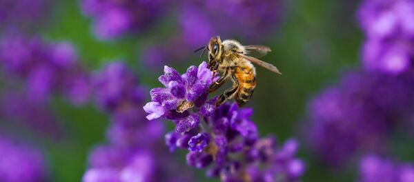 Лавандовое поле под Лимбажи - Sputnik Латвия