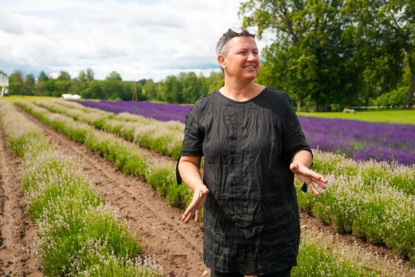 Латвия становится ближе к Провансу и Крыму: где искать лавандовые поля - Sputnik Латвия