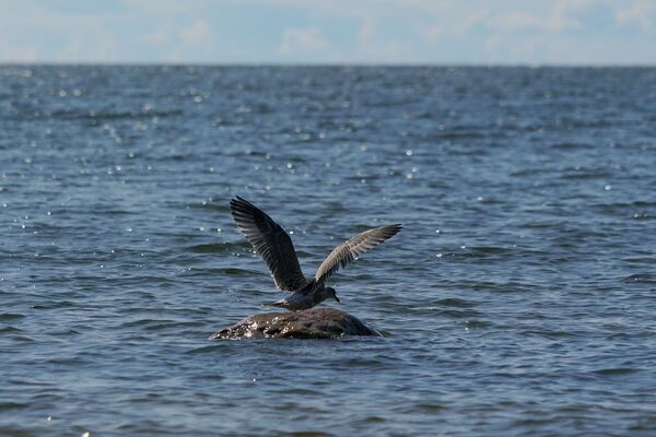 СПГ-терминал в Скулте - не альтернатива газу из России, а удавка на шее жителей Латвии - Sputnik Латвия