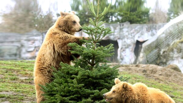 Бурые медведи и елка - Sputnik Латвия