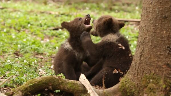 Российский медведь попался в руки властей Валги - Sputnik Латвия