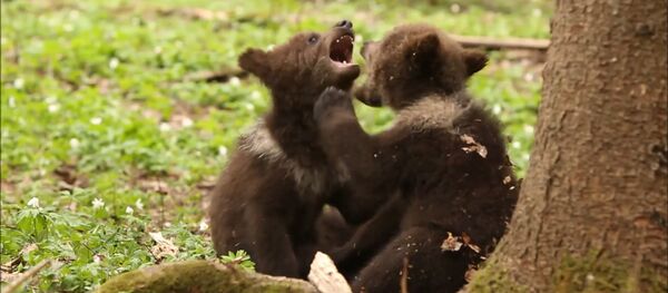 Медведи без границ - Sputnik Латвия