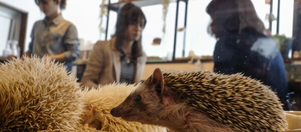 Ежовое кафе - Sputnik Латвия