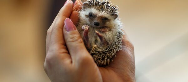 Ежовое кафе. - Sputnik Latvija