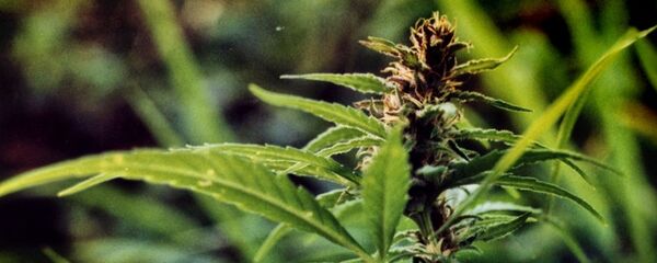 Конопля индийская (Cannabis sativa subsp. indica) - Sputnik Латвия