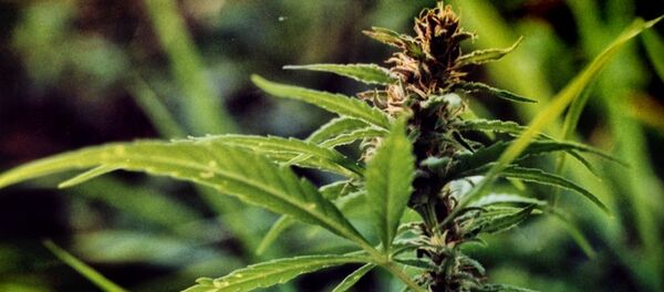 Конопля индийская (Cannabis sativa subsp. indica) Конопля индийская (Cannabis sativa subsp. indica) - Sputnik Latvija