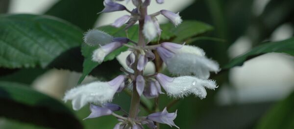 Шалфей предсказателей, или шалфей наркотический (Sálvia divinórum) - Sputnik Latvija