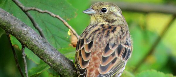 Обыкновенная овсянка Обыкновенная овсянка - Sputnik Латвия