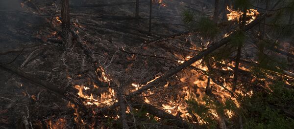 Пожар в лесу - Sputnik Latvija