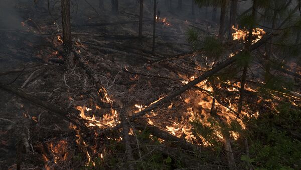 Пожар в лесу - Sputnik Латвия
