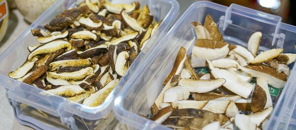 Сушеные латвийские шиитаке - Sputnik Латвия