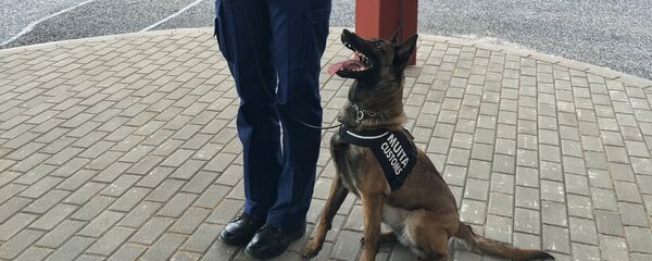 Dienesta suns robežas kontrolpunktā Vientuļi Dienesta suns robežas kontrolpunktā Vientuļi - Sputnik Latvija