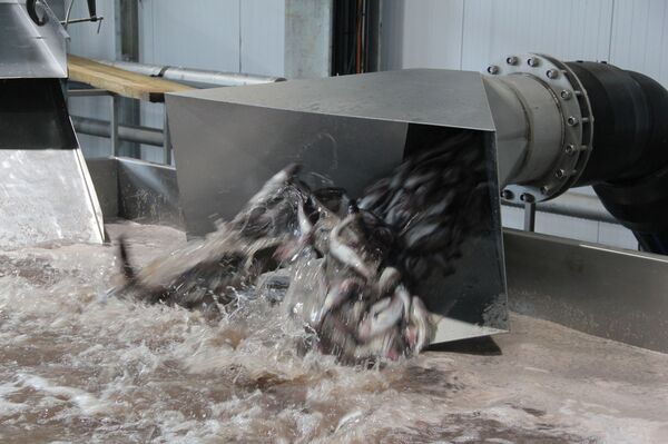 Минтай первой свежести: как работает самый современный рыбозавод в России - Sputnik Латвия