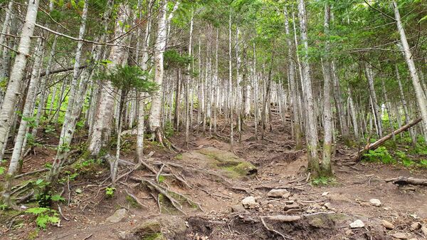 Губернатор Сахалина: важнейшая задача государства — развивать его территории - Sputnik Латвия