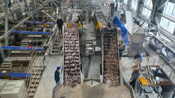 Минтай первой свежести: как работает самый современный рыбозавод в России - Sputnik Латвия