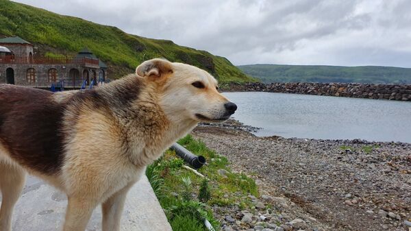 Сюда не приезжают пить кока-колу: что делать туристу на Курильских островах - Sputnik Латвия