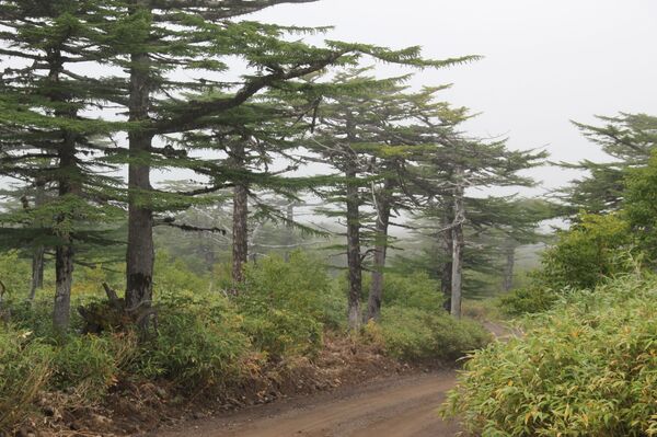 Сюда не приезжают пить кока-колу: что делать туристу на Курильских островах - Sputnik Латвия