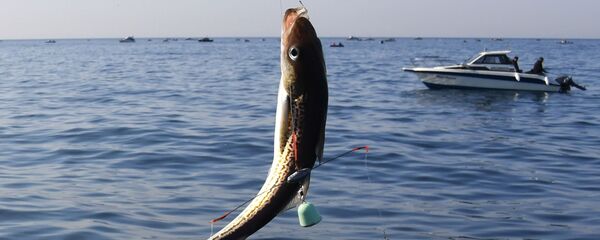 Любительский лов камбалы и минтая в Уссурийском заливе  - Sputnik Latvija