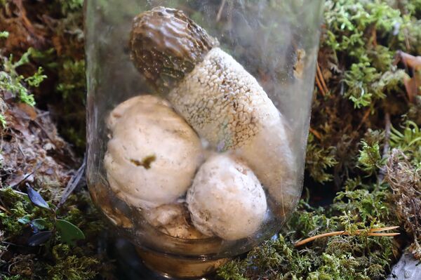 Светящиеся в темноте и выделяющие чернила: в Латвии открыли грибной сезон - Sputnik Латвия