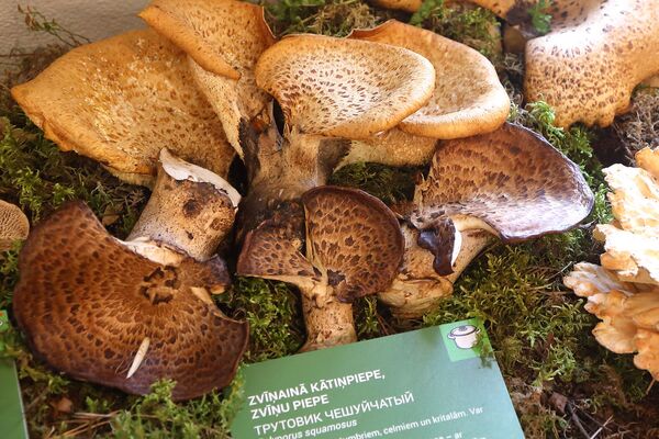 Светящиеся в темноте и выделяющие чернила: в Латвии открыли грибной сезон - Sputnik Латвия