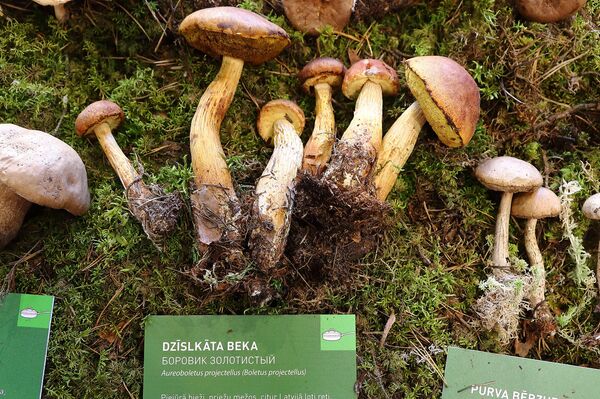 Светящиеся в темноте и выделяющие чернила: в Латвии открыли грибной сезон - Sputnik Латвия