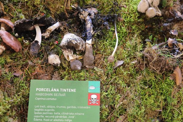 Светящиеся в темноте и выделяющие чернила: в Латвии открыли грибной сезон - Sputnik Латвия