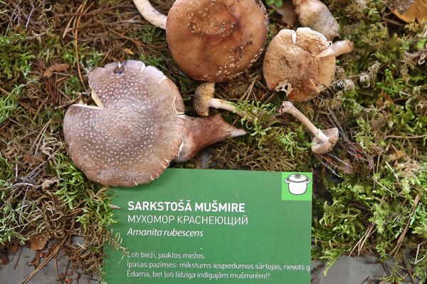 Светящиеся в темноте и выделяющие чернила: в Латвии открыли грибной сезон - Sputnik Латвия