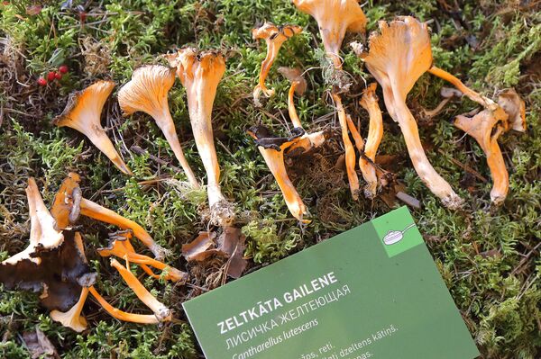 Светящиеся в темноте и выделяющие чернила: в Латвии открыли грибной сезон - Sputnik Латвия