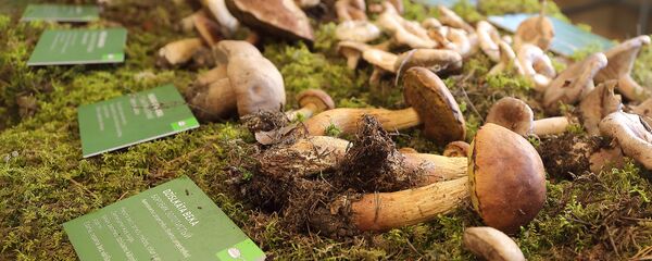 Традиционная осенняя выставка грибов в Латвийском музее природы - Sputnik Латвия