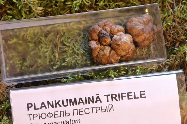 Светящиеся в темноте и выделяющие чернила: в Латвии открыли грибной сезон - Sputnik Латвия