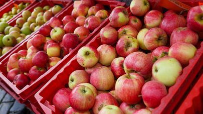 Урожай яблок в Латвии, как видно, не пострадал