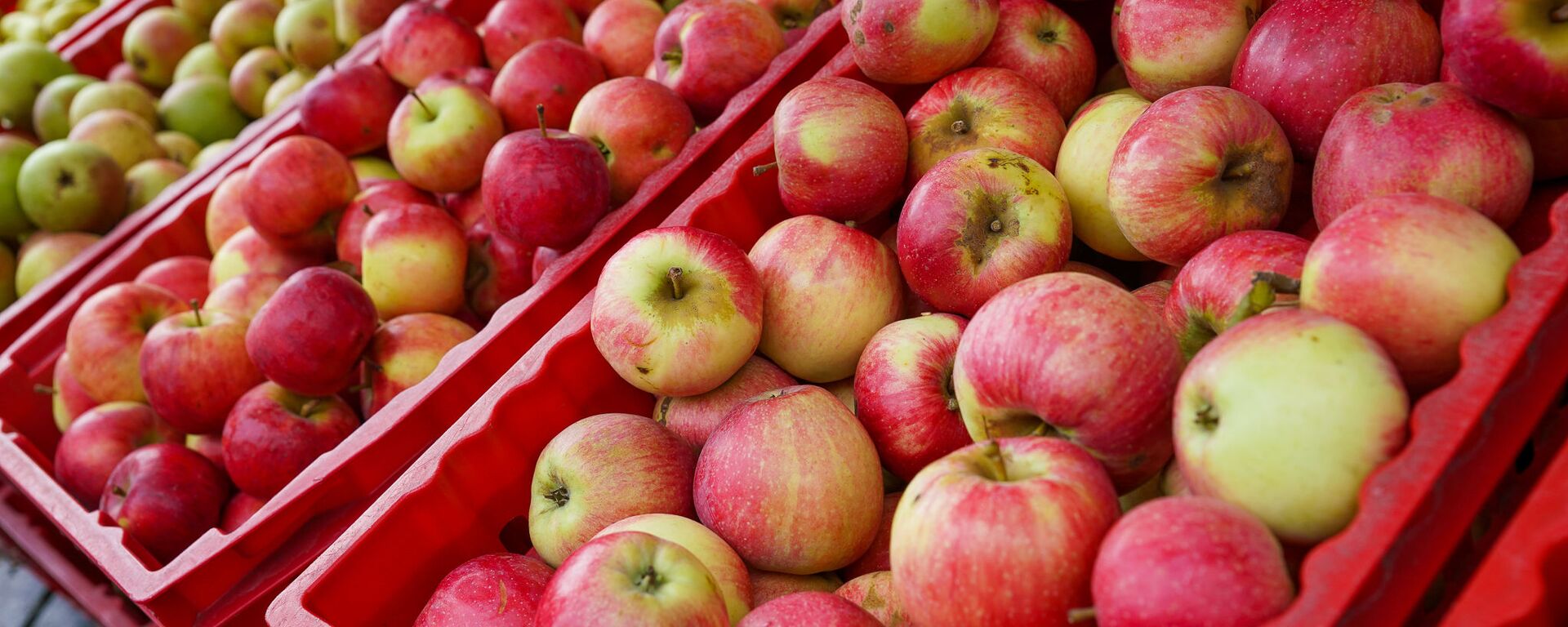 Урожай яблок в Латвии, как видно, не пострадал - Sputnik Latvija, 1920, 26.07.2020